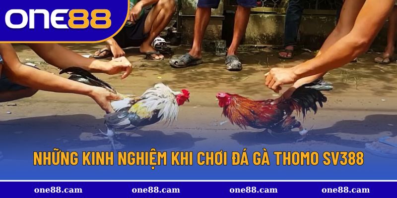 Kinh nghiệm nâng cao tỷ lệ đá gà thomo SV388