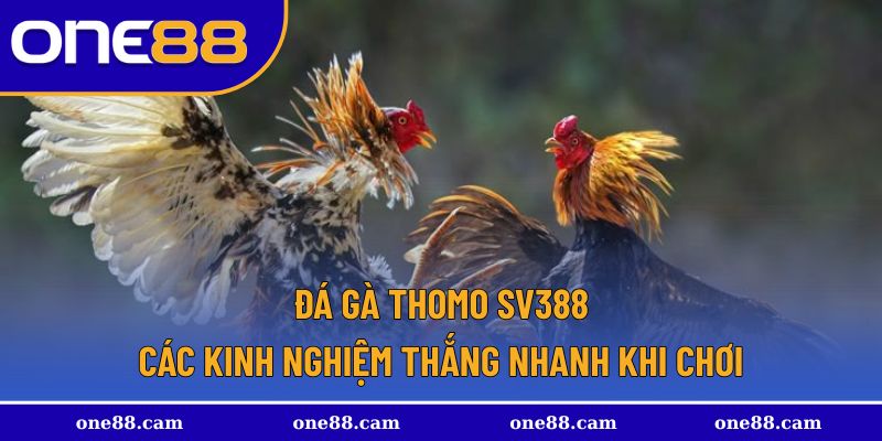 Đá gà thomo SV388